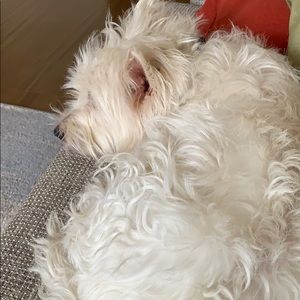 Meet your Posher, Sofia